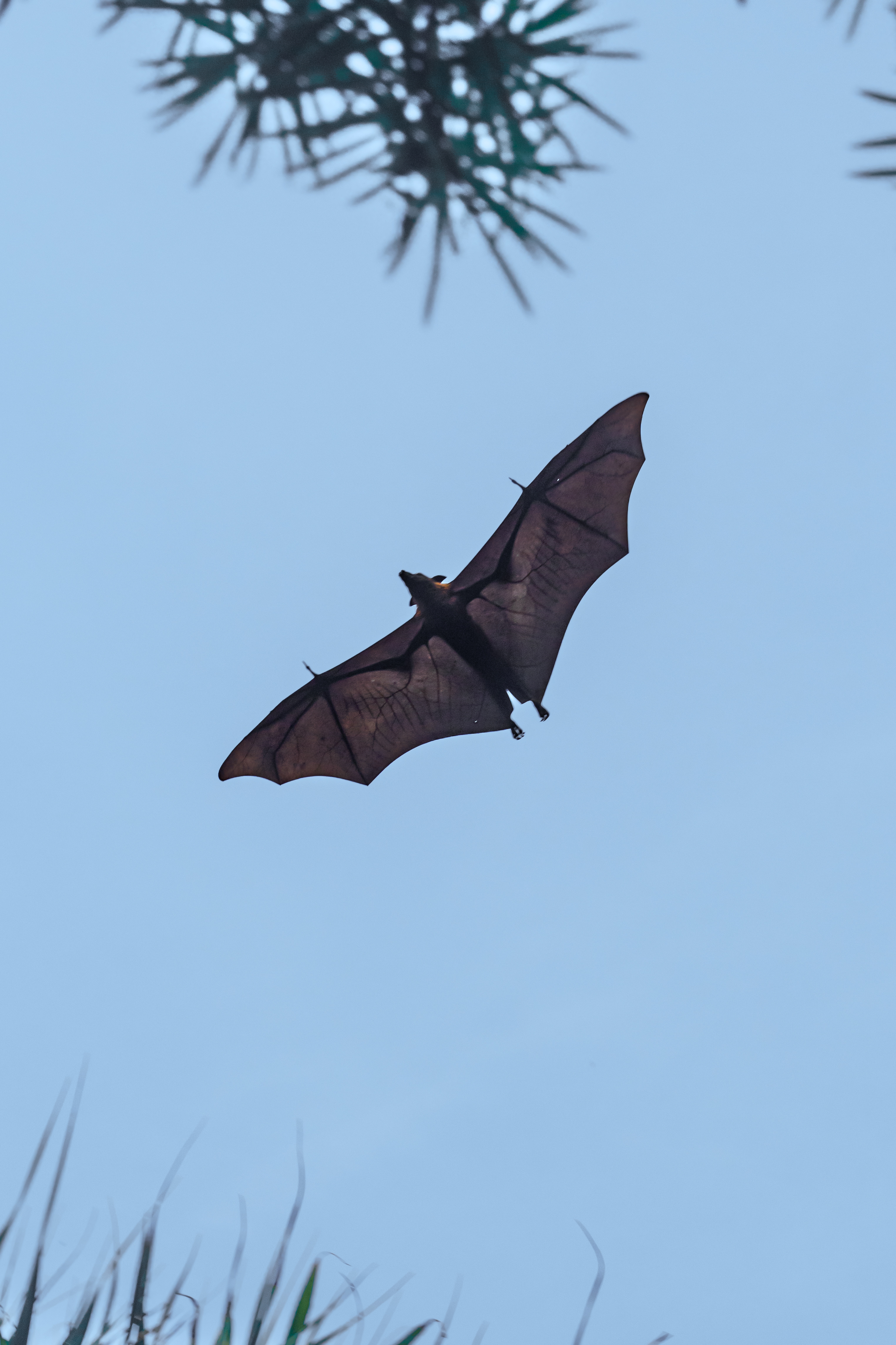 Flying Fox at Dusk